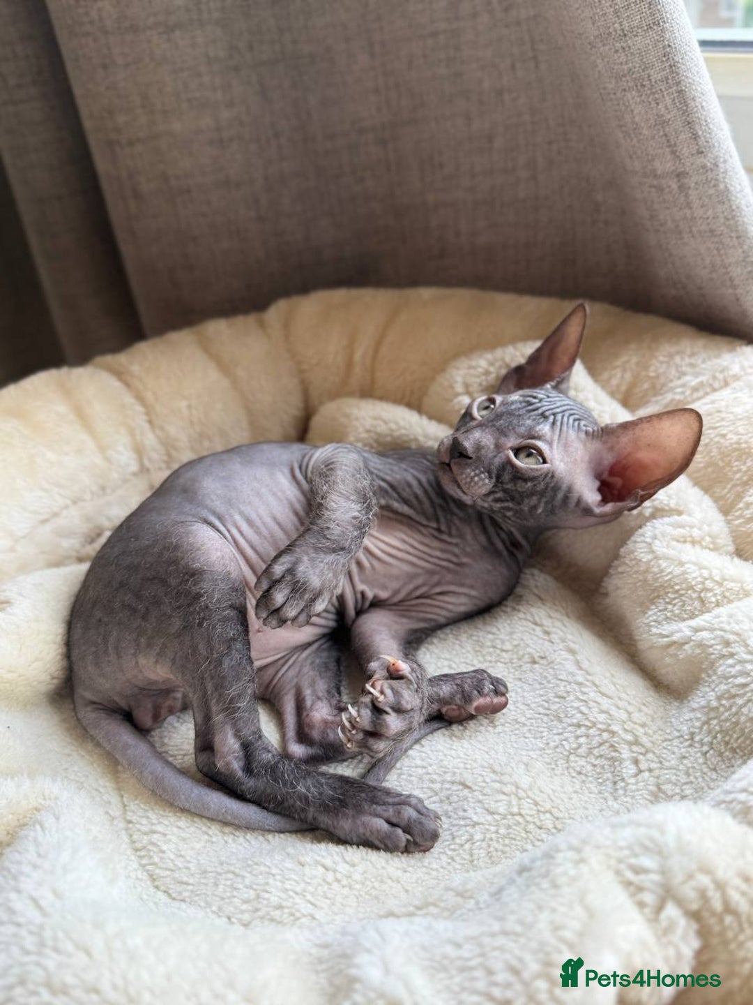 Sphynx cats for sale: Don Sphynx Kittens - Image 5