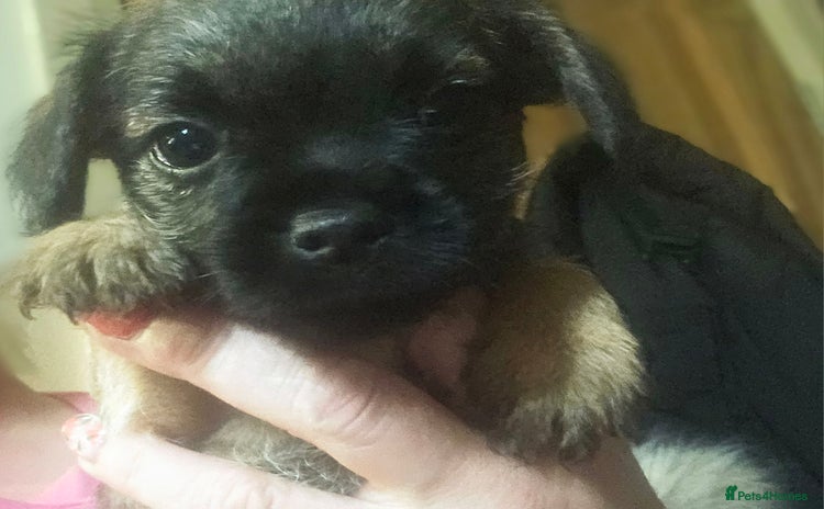 Border Terrier dogs - Advert 5