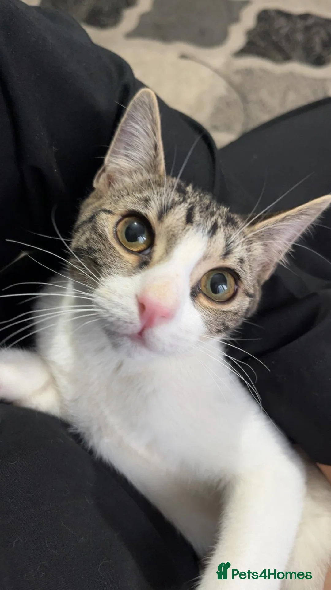 Ocicat cats for sale: 3 kittens for sale  in Oldham - Advert 3