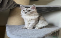 Maine Coon cats for sale: Maine Coon kittens  - Image 6