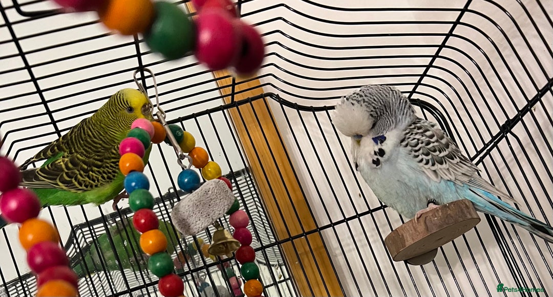 Budgerigars birds for sale: Two beautiful budgies - Image 4