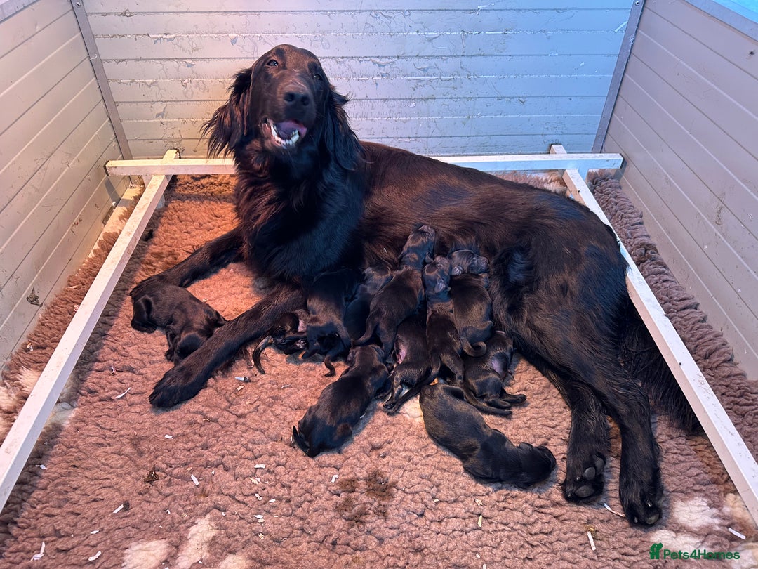 Flat coated Retriever dogs for sale: Black Flatcoat retriever puppies for sale  - Image 6