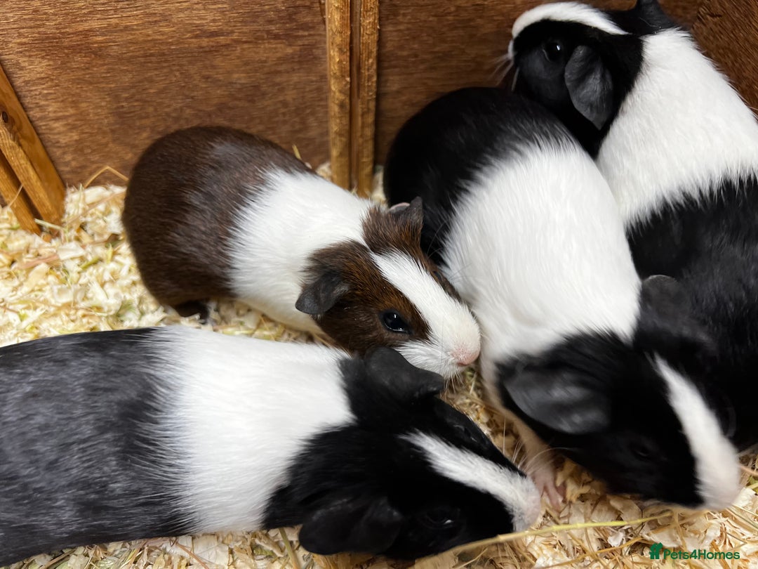 Guinea Pig rodents for sale: Bonded male/ boar guinea pigs  - Image 2