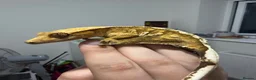 Gecko reptiles for sale: baby crested geckos - Advert 2