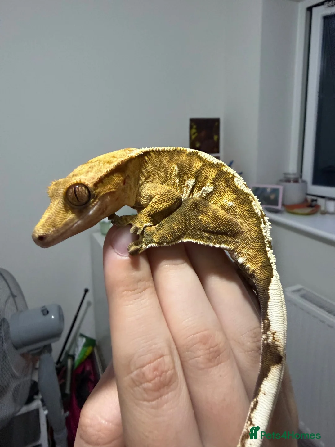 Gecko reptiles for sale: baby crested geckos - Advert 2