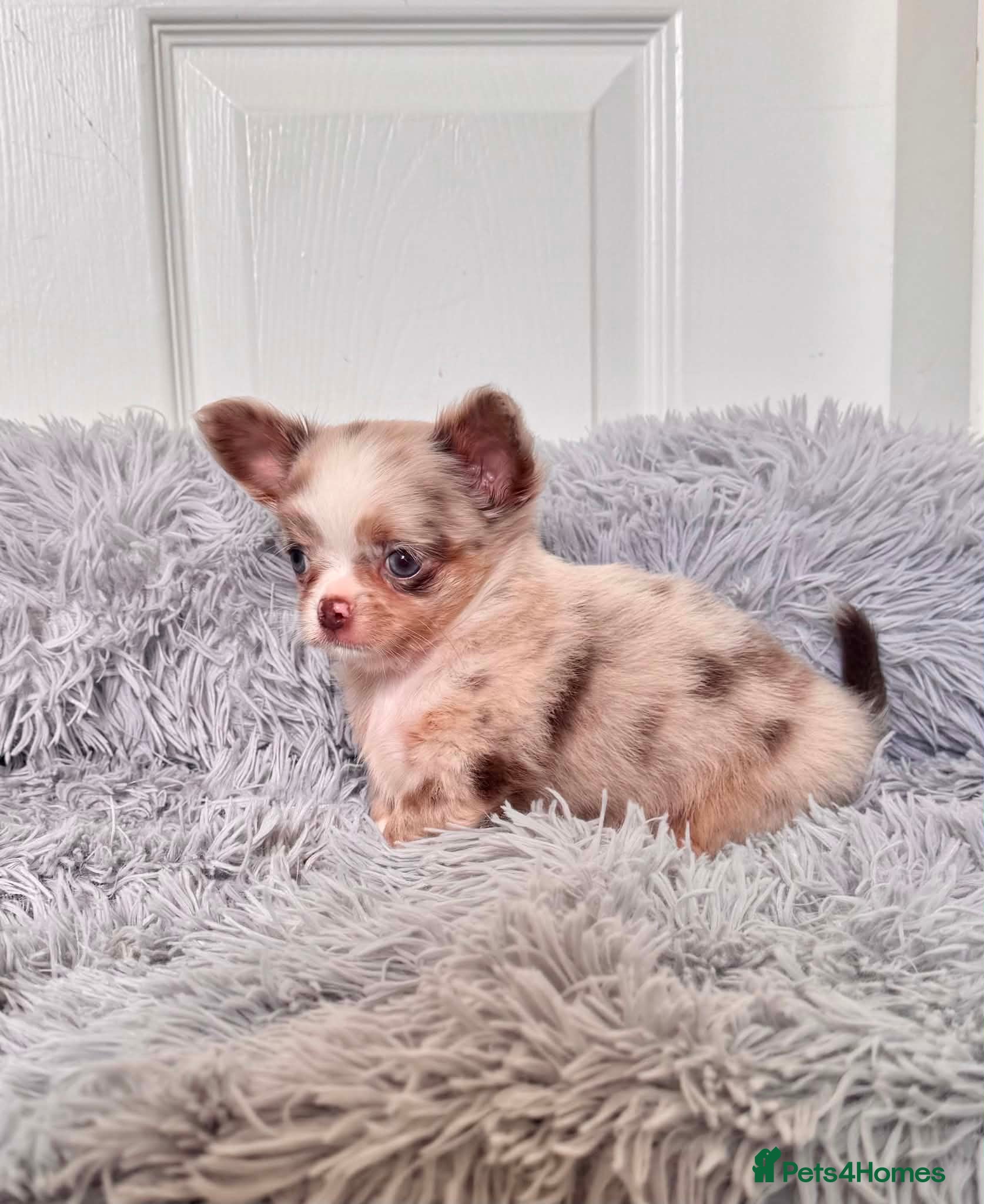 Chihuahua dogs Tiny Longhair Chihuahua Pup/ Lilac Merle Blue Eye - Advert 1