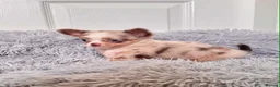 Chihuahua dogs for sale: Tiny Longhair Chihuahua Pup/ Lilac Merle Blue Eye - Advert 1