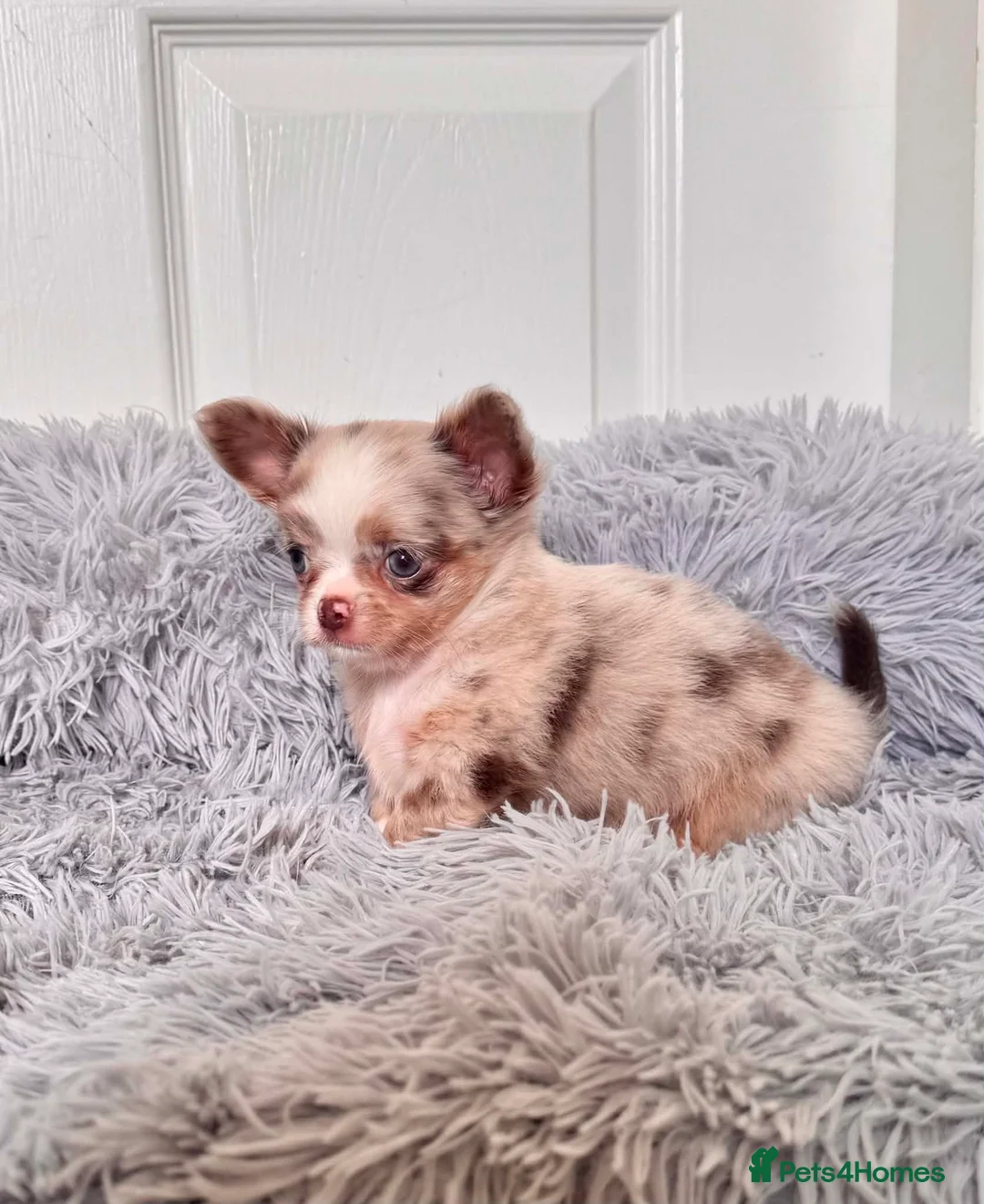 Chihuahua dogs for sale: Tiny Longhair Chihuahua Pup/ Lilac Merle Blue Eye - Advert 1