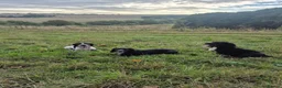 Cocker Spaniel dogs for sale: Two beautiful male pups available  - Advert 15