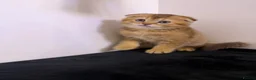 Scottish Fold cats for sale: The Stunning Scottish Fold kittens are ready - Advert 11