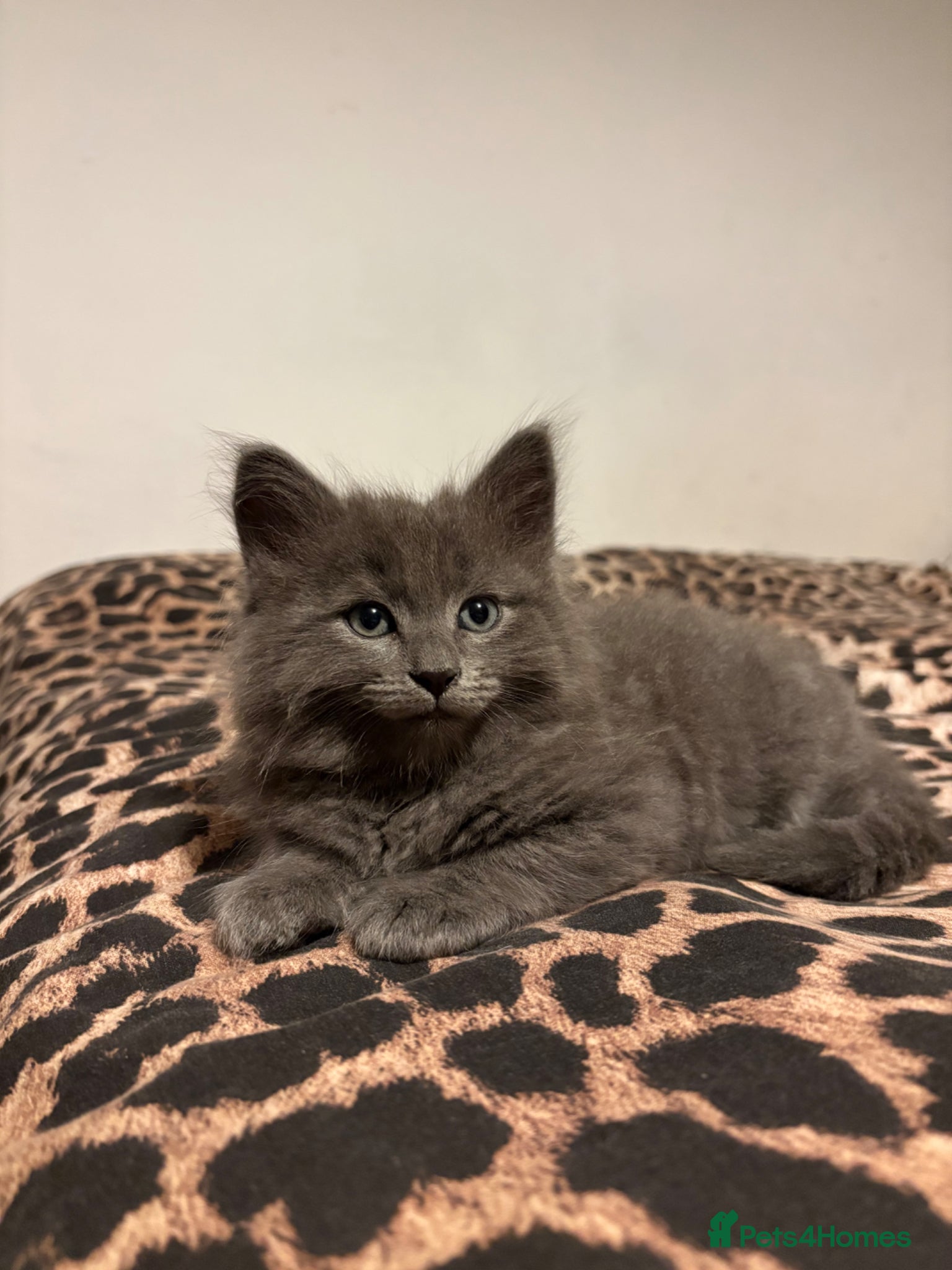 British Longhair cats READY TO LEAVE🐾 2 LEFT British Longhair Kittens - Advert 4