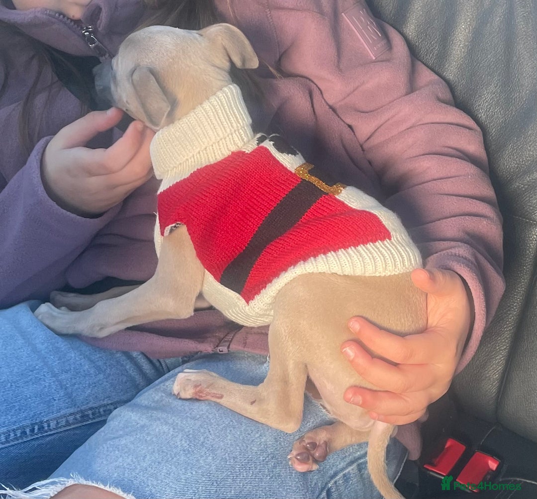 Mixed Breed dogs for sale: Italian Greyhound X, 9 week old girl 🎀🐾🐕 - Advert 2