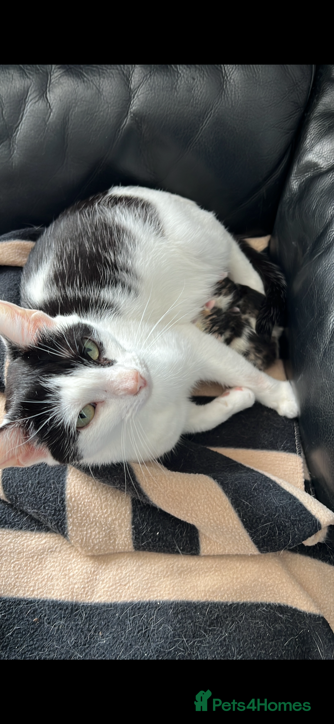 Mixed Breed cats for sale: 2 Kittens for sale 2 girls, Welcome to view  - Advert 10