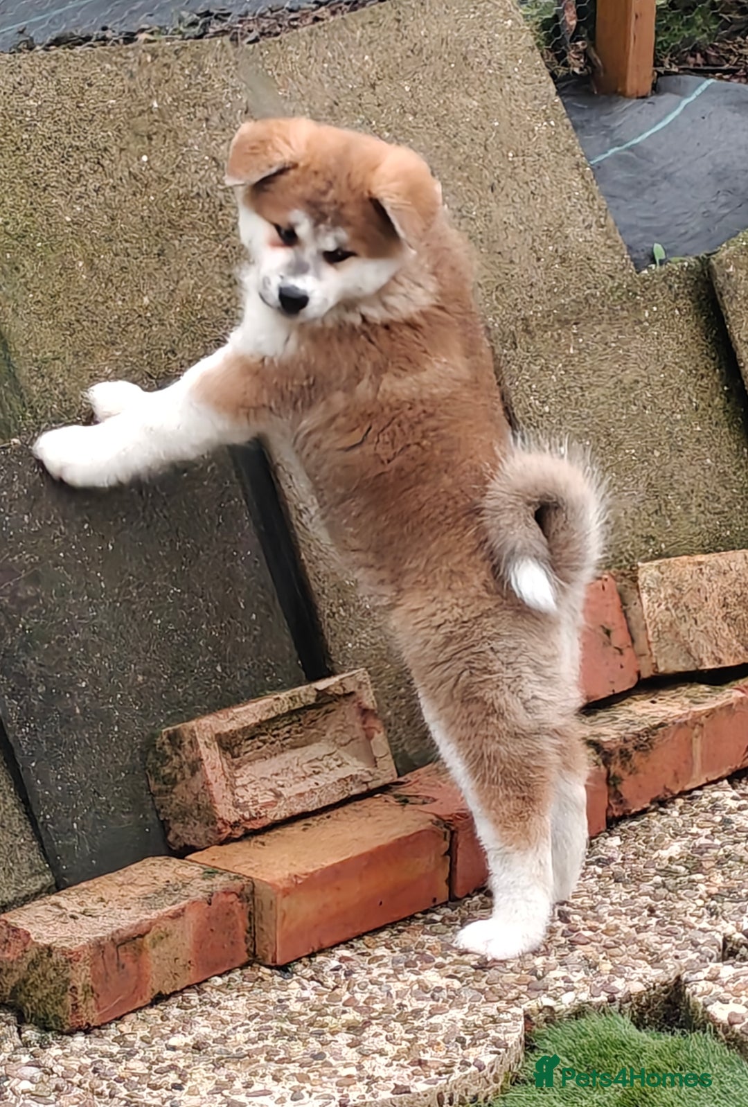 Japanese Akita Inu dogs for sale: Red Japanese Akita Inu female puppy. - Advert 2