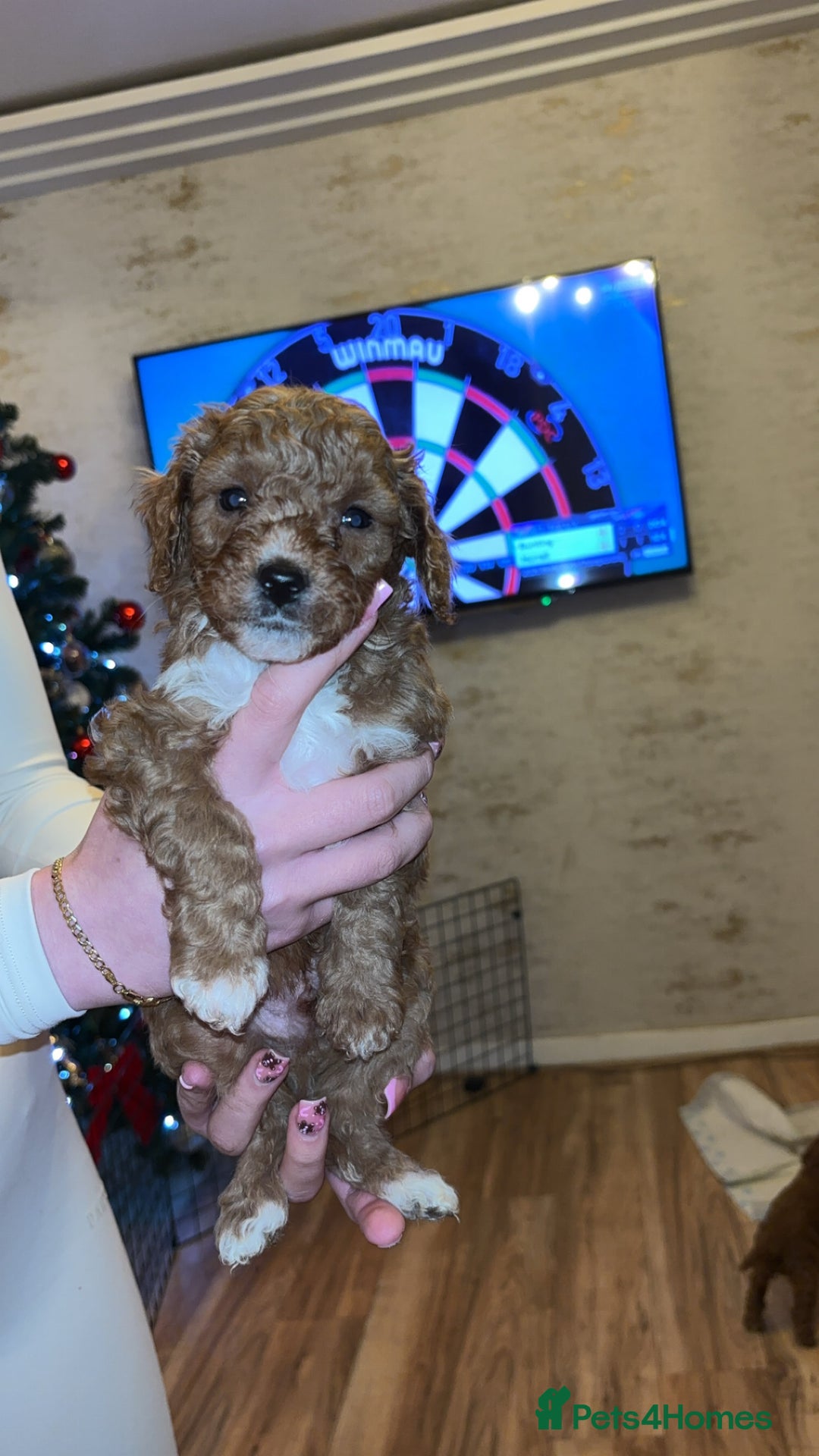 Cavapoo dogs for sale: Cavapoo F1B LAST GIRL AVAILABLE ♥️ - Advert 28