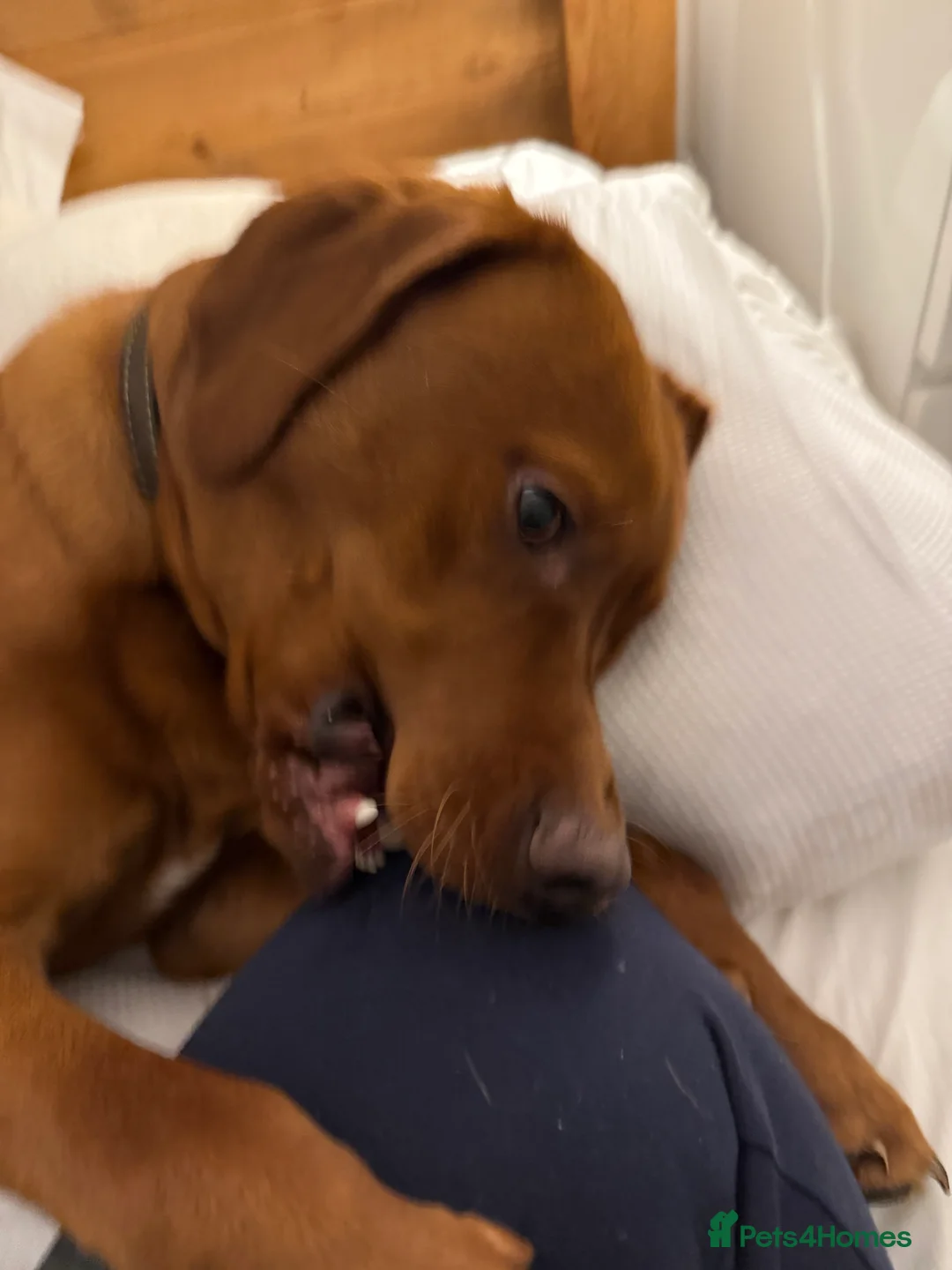 Labrador Retriever dogs for sale: Red Fox Lab - Looking for forever home - Advert 2