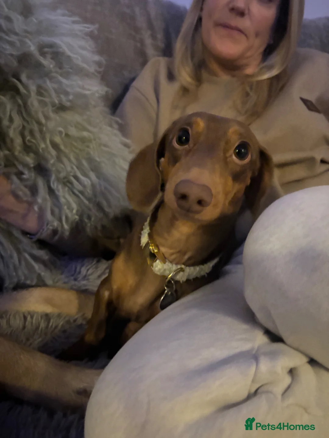 Miniature Dachshund dogs for stud: Miniature dachshund Stud. - Advert 2