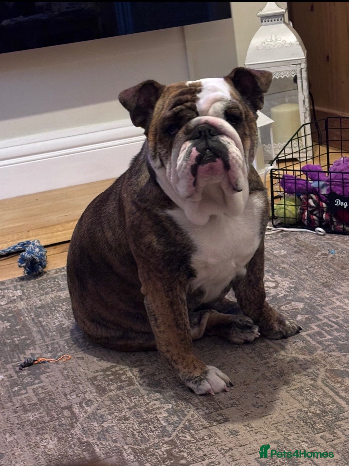 English Bulldog dogs Biscuit - Advert 6