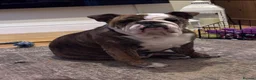 English Bulldog dogs for sale: Biscuit in Blackpool - Advert 1