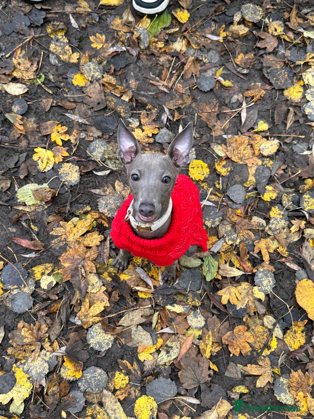 Italian Greyhound dogs for sale: Italian Greyhound 1.5 years old - Advert 6