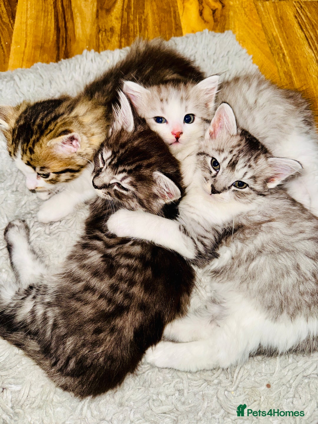 Norwegian Forest Cat cats for sale: Gorgeous Kittens Ready for Their Forever Homes 🐾 - Advert 2