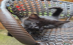 Turkish Angora cats for sale: Turkish Angora Kittens – Playful Boy & Girl - Image 12