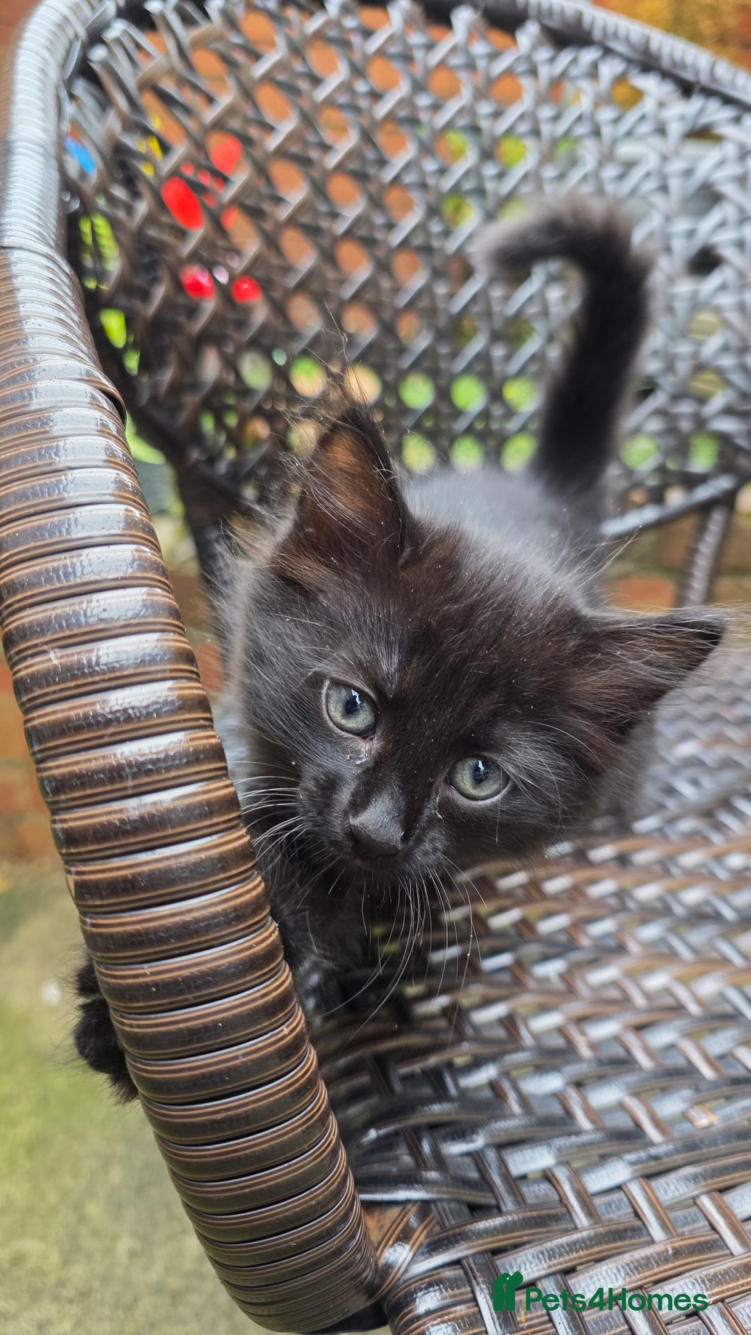 Turkish Angora cats for sale: Turkish Angora Kittens – Playful Boy & Girl - Image 12