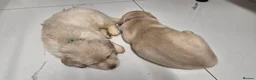 Labrador Retriever dogs for sale: 2 gorgeous labrador puppies  - Advert 6