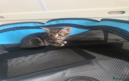 Mixed Breed cats for sale: Last kitten reduced ready to leave at weekend! - Image 2