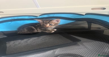 Mixed Breed cats - Advert 8