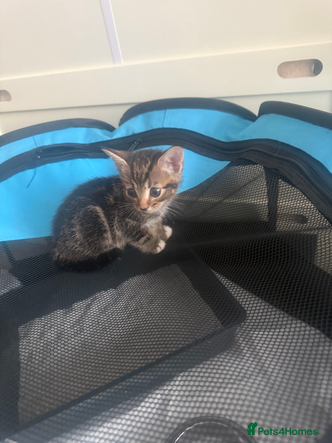 Mixed Breed cats for sale: Last kitten reduced ready to leave at weekend! - Image 2