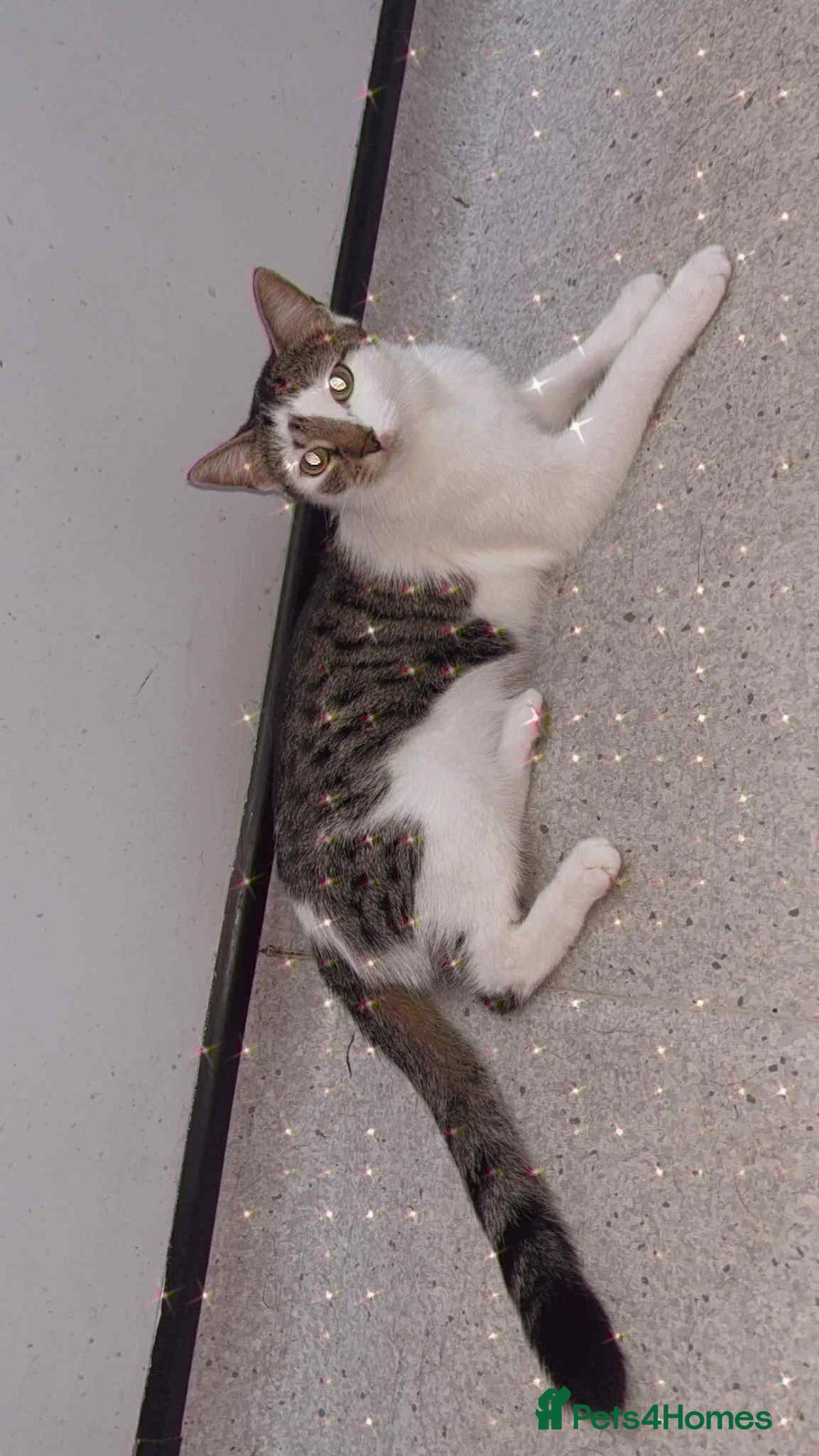 Mixed Breed cats for sale: Full tabby male last of litter!  - Advert 4