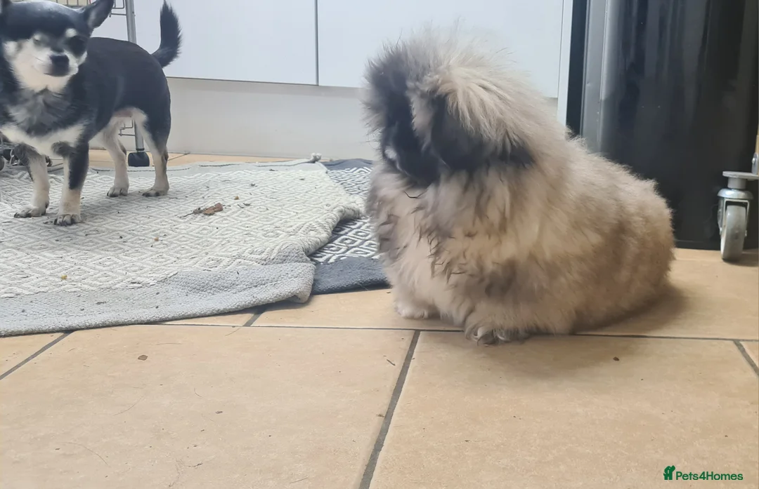 Pekingese dogs for sale: Pekingese puppys (Champion Bloodlines) - Advert 16