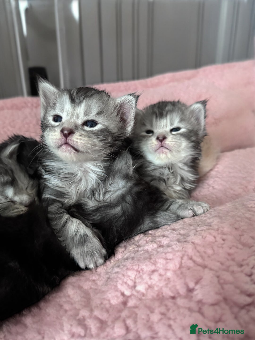 Maine Coon cats for sale: 🌟🌟Beautiful  Maine Coon kittens 🌟🌟🌟 - Advert 16
