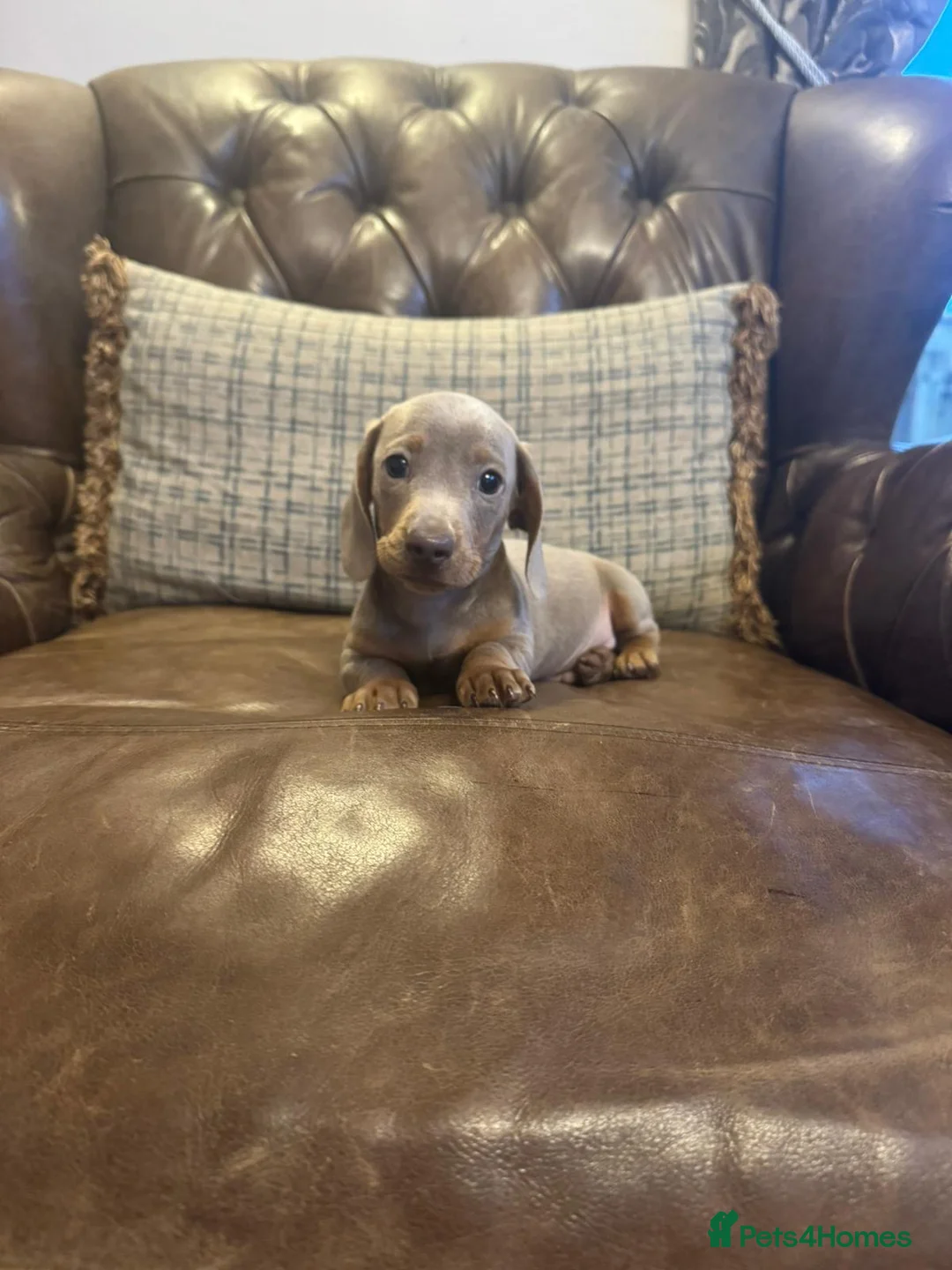 Dachshund dogs for sale: Miniature Dachshund Puppies  - Advert 10