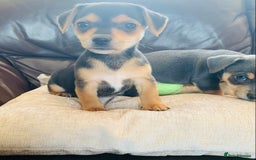Jack Russell dogs for sale: Outstanding miniature Jack Russell puppies  - Image 15