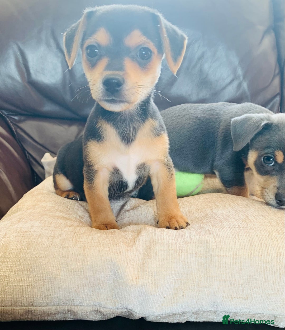 Jack Russell dogs for sale: Outstanding miniature Jack Russell puppies  - Image 15