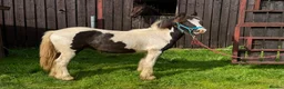 Irish Cob horses for sale: Boblet the super coblet  - Advert 3