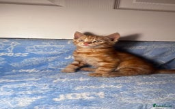 Mixed Breed cats for sale: 3 Lovely Kittens - Image 33