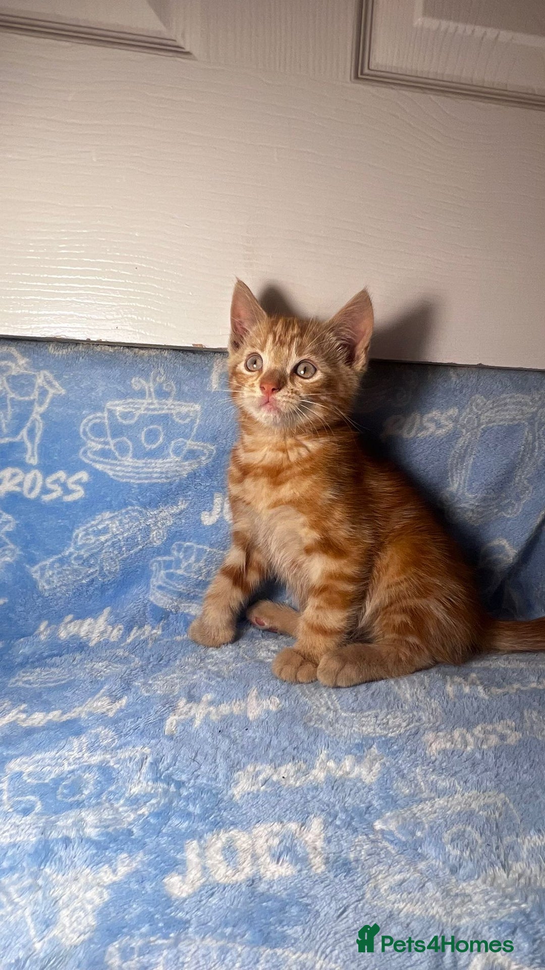 Mixed Breed cats for sale: 3 Lovely Kittens - Image 33