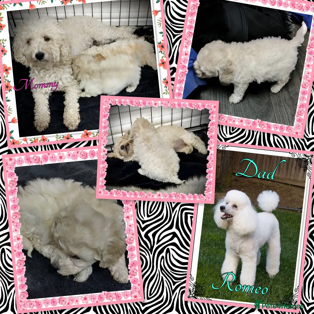 Miniature Poodle dogs for sale: 🐩💞girls girls girls 💞🐩 in Rotherham - Advert 3
