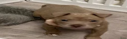 American Bulldog dogs for sale: American pocket bulldog female  - Advert 8