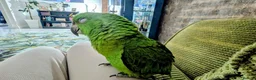 Parrots birds for sale: Beautiful handrared Amazon parrot  in Craigavon - Advert 3