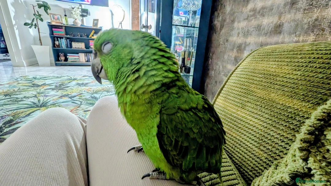 Parrots birds for sale: Beautiful handrared Amazon parrot  in Craigavon - Advert 3