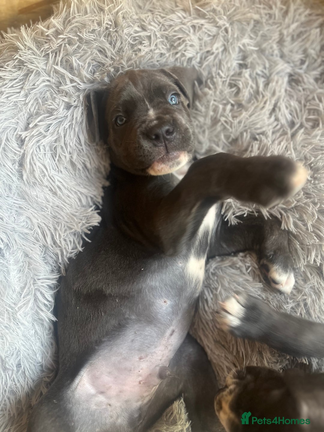 Cane Corso dogs for sale: Purebred Cane Corso puppies  - Image 5