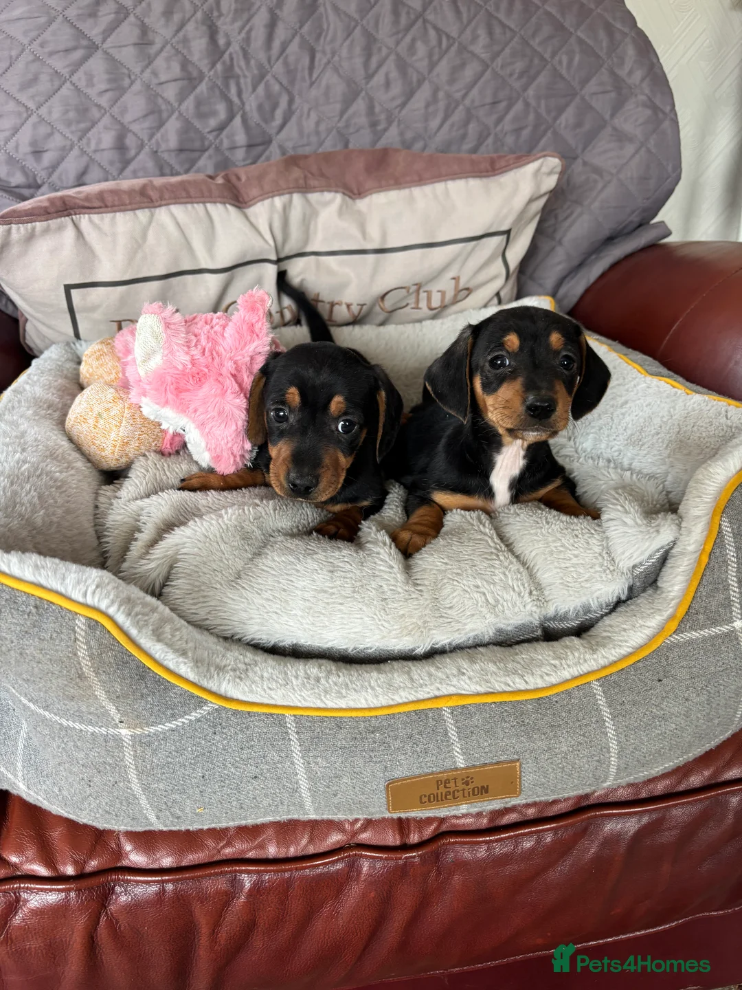 Jackshund dogs for sale: Jackrussel x dachshund puppies  - Advert 7