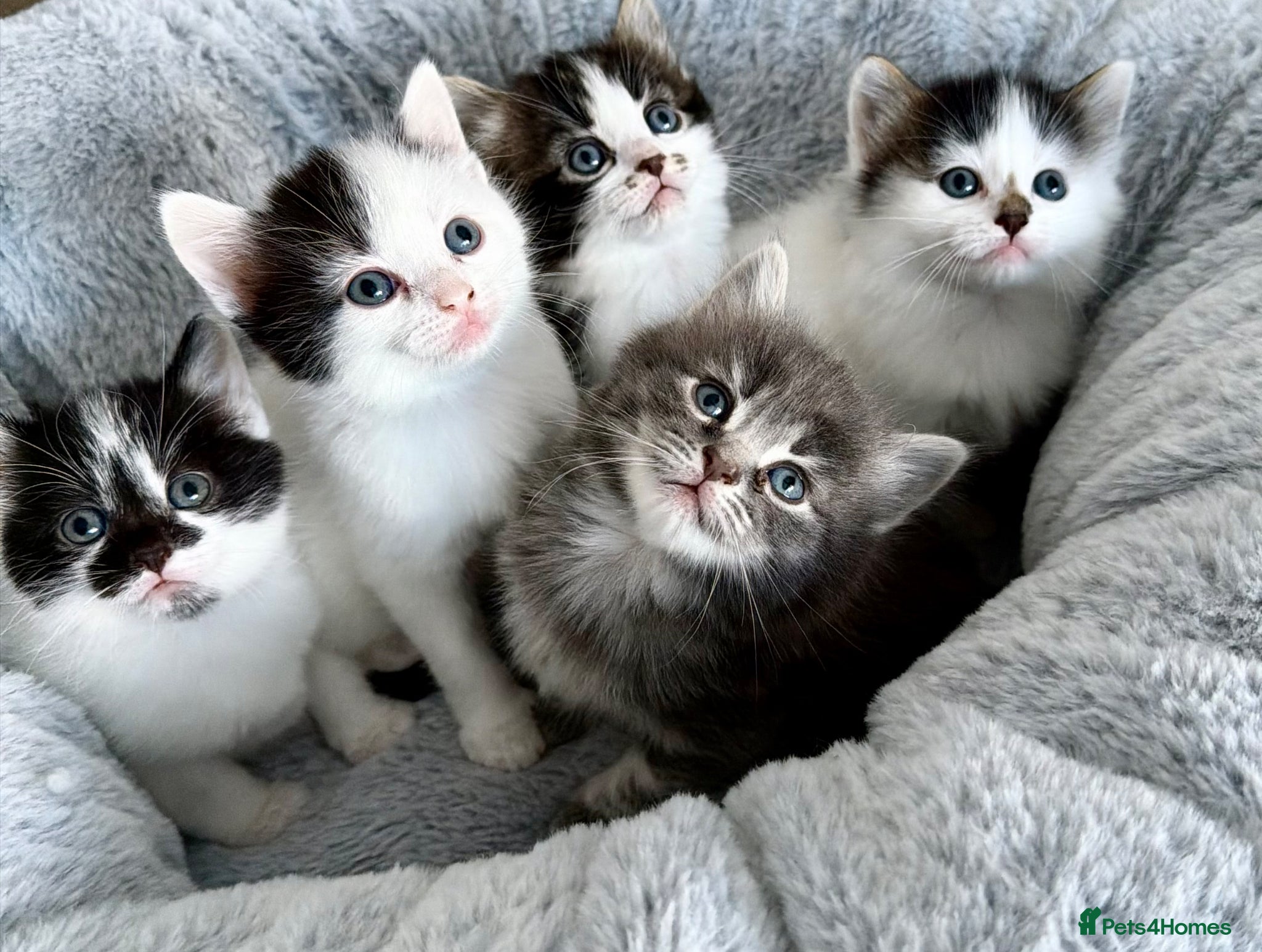 Mixed Breed cats for sale: Gorgeous, lovely Tabby kittens looking for home💕 - Advert 1