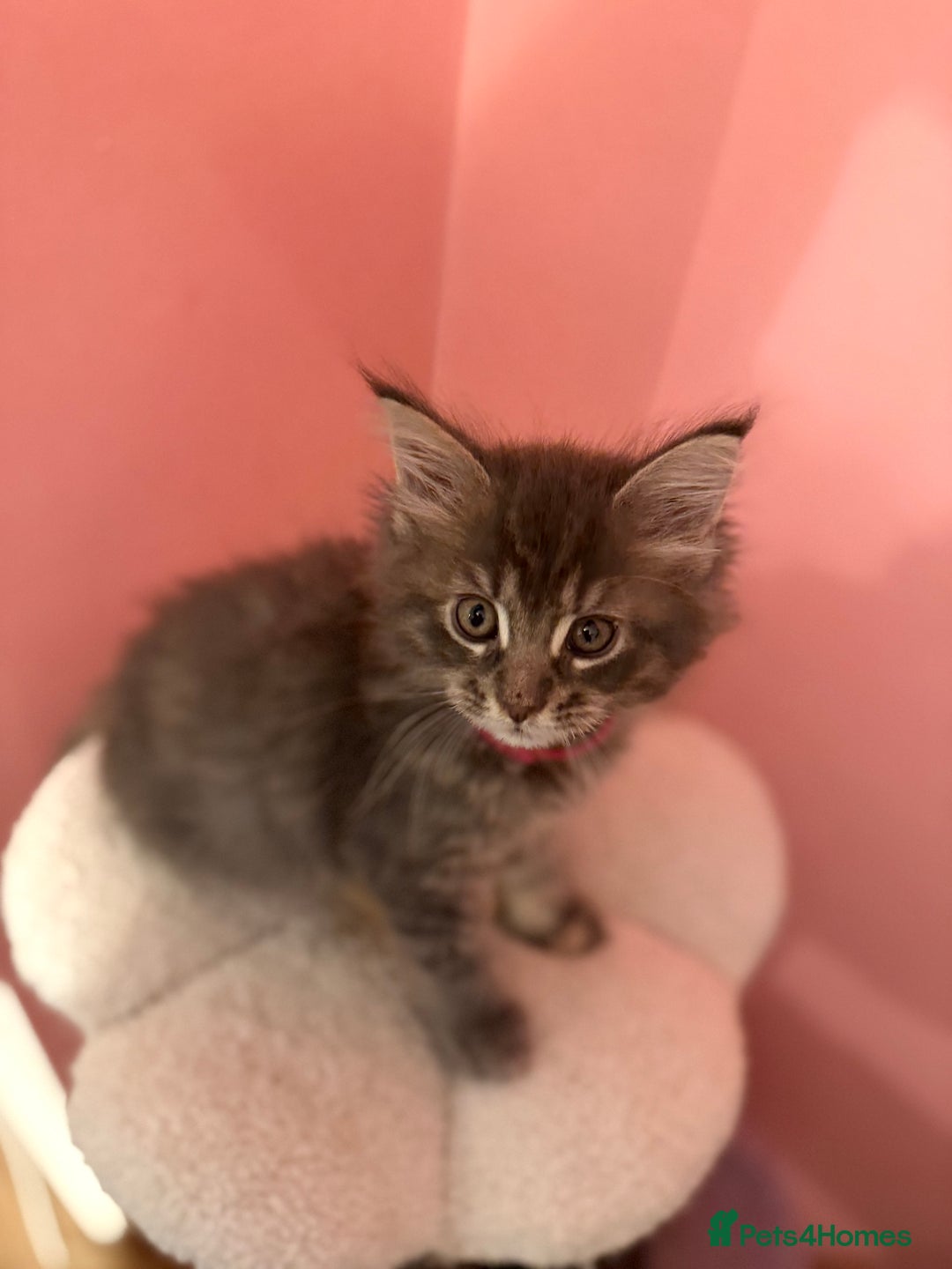 Maine Coon cats for sale: TICA Registered Maine Coon Kittens - Advert 11