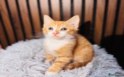 Mixed Breed cats for sale: 🎃 4 Pumpkin Gingers & 2 Phantom Kittens 👻 - Image 20