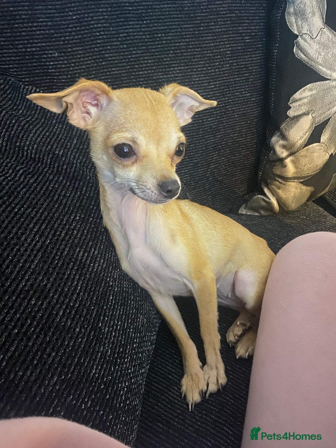 Chihuahua dogs for sale: She’s called princess  - Advert 2